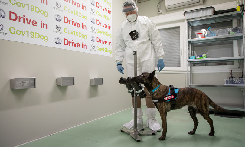 cani riconoscono malati da sudore studio
