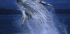 Riemergono a Matera i resti della balena Giuliana, gigante del Pleistocene