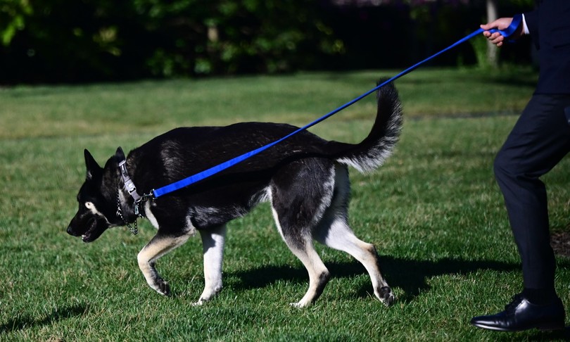 cane biden pastore tedesco morde casa bianca