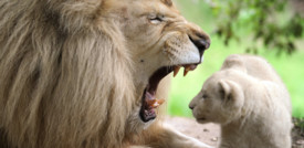 I leoni sbadigliano per comunicare