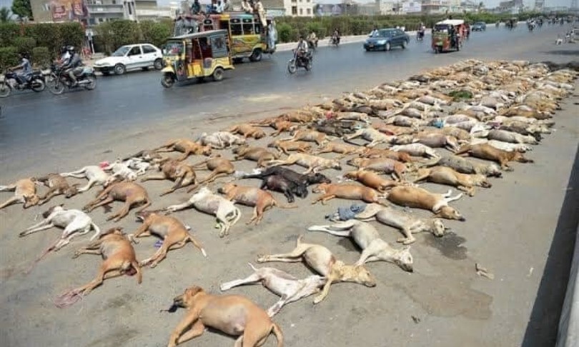 strage cani uccisi a fucilate pakistan denuncia oipa