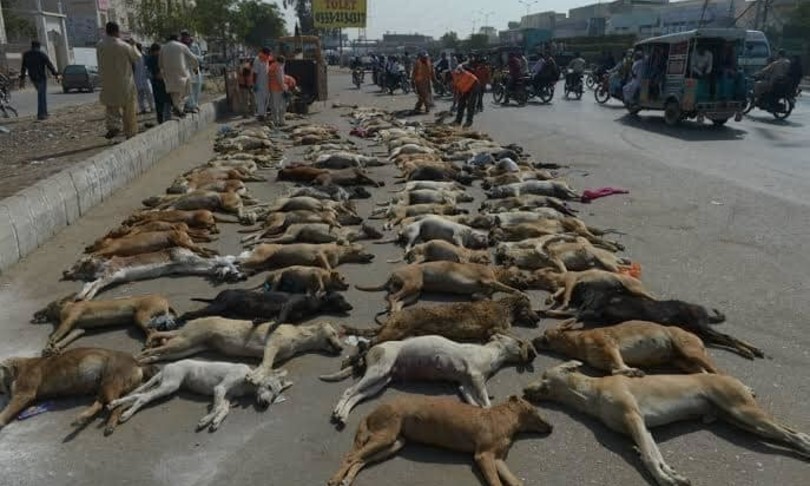 strage cani uccisi a fucilate pakistan denuncia oipa