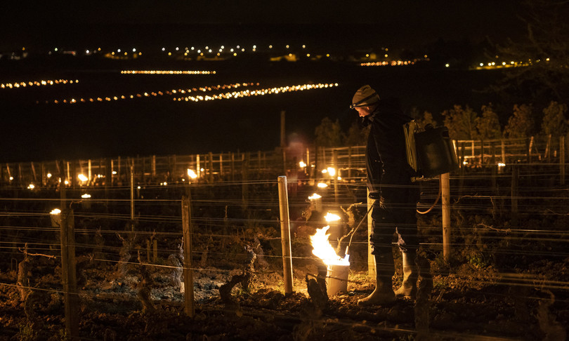 francia gelo vigneti raccolti macron