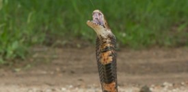 Le zanne "hi-tech" dei cobra sputatori