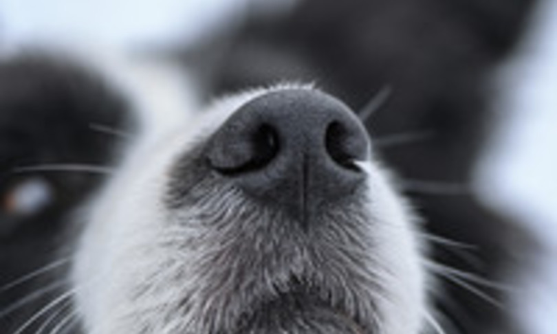 cane pastore sordo impara lingua dei segni