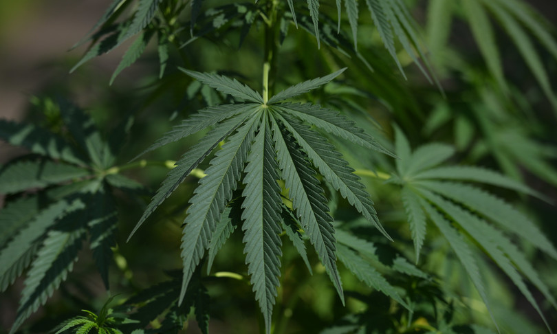 Cannabis Arezzo Walter De Benedetto