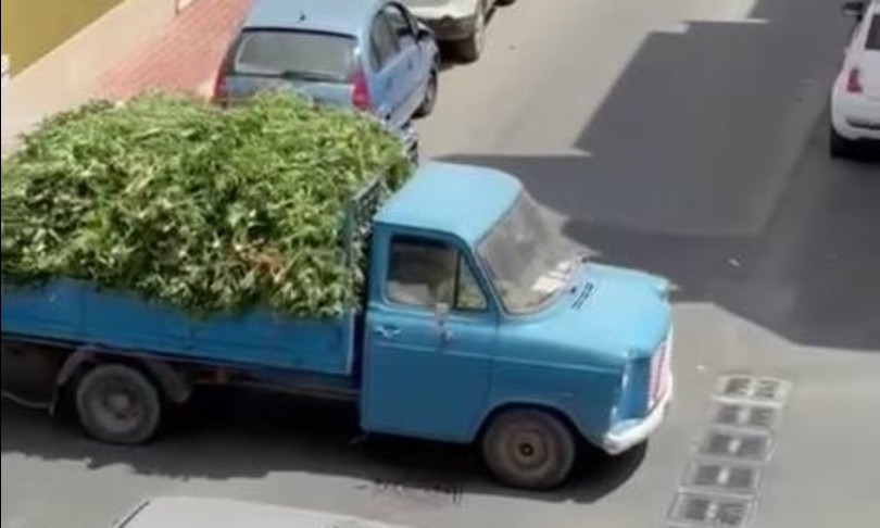 Mille piante marijuana sequestrate camion sfila a Vittoria sicilia