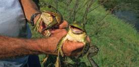 Scoperta nelle Filippine una nuova specie di rana con le zanne