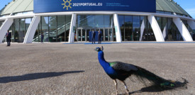 Il pavone che ha interrotto Draghi mentre parlava