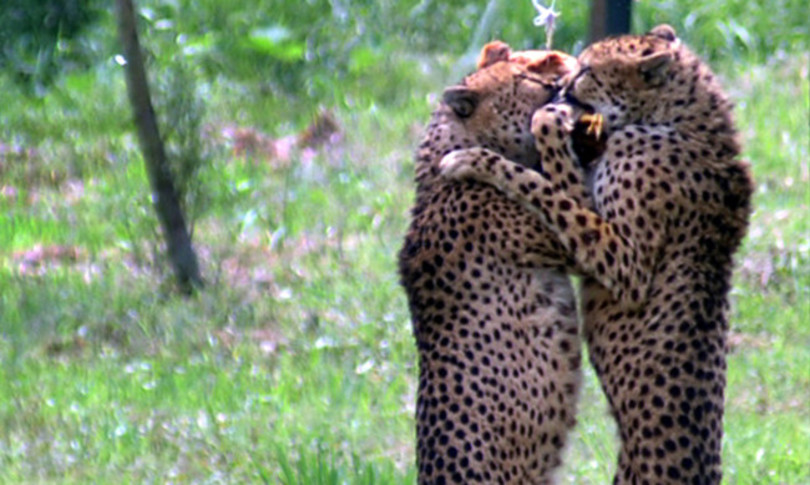 cina leopardi in fuga parco safari