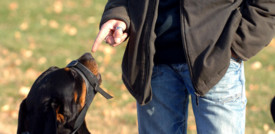 Padrone stressato e ansioso? Lo diventa anche il cane