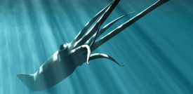 Il primo video di un calamaro gigante a caccia di meduse