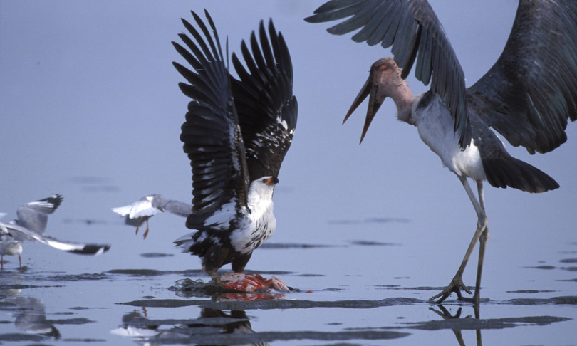 Sulla Terra piu di 50 miliardi di uccelli