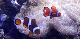 Le strisce dei pesci pagliaccio dipendono dall'anemone