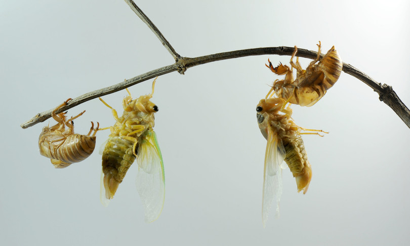 Cicale Usa