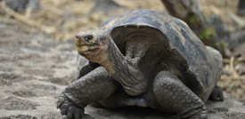 Una tartaruga gigante che si credeva estinta da 100 anni sopravvive alle Galapagos