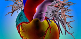 Creato un mini-cuore che batte fino a 100 volte al minuto