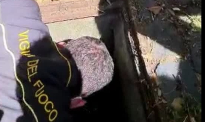 pulcini anatre imprigionati tombino vigili fuoco