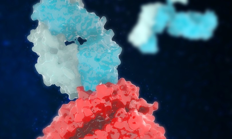 covid anticorpo reattivo contro coronavirus
