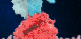 L'anticorpo reattivo per sviluppare un vaccino anti-Covid universale