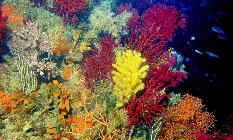 ambiente trentuno santuari marini per biodiversita 
 