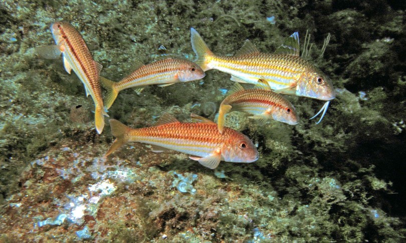 ambiente trentuno santuari marini per biodiversita 
 