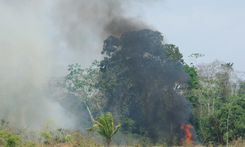 migliaia ulivi fiamme salento