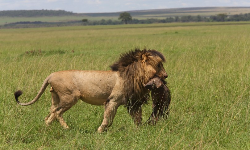 Kenya morto Scarface leggendario leone Masai Mara
