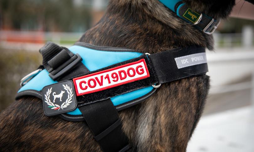 Ieo cani anti-Covid asintomatici