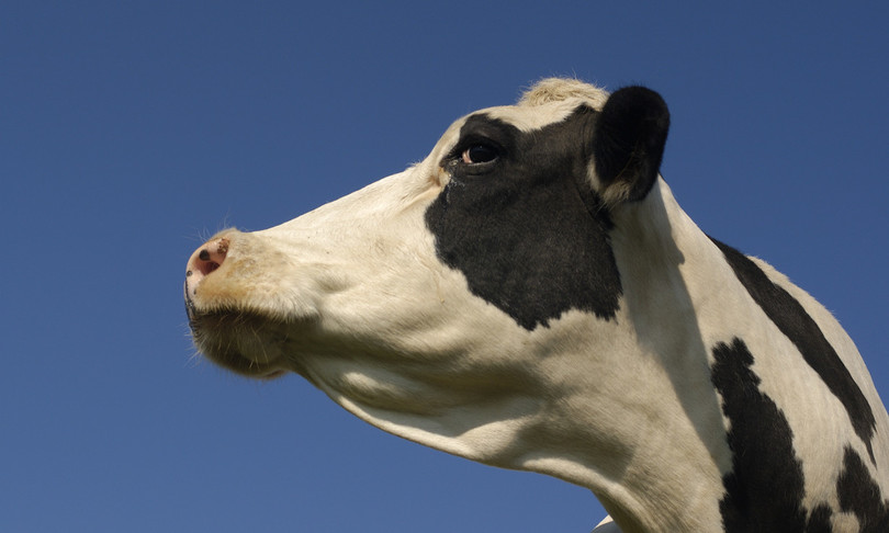 mucca clonata produce latte senza lattosio