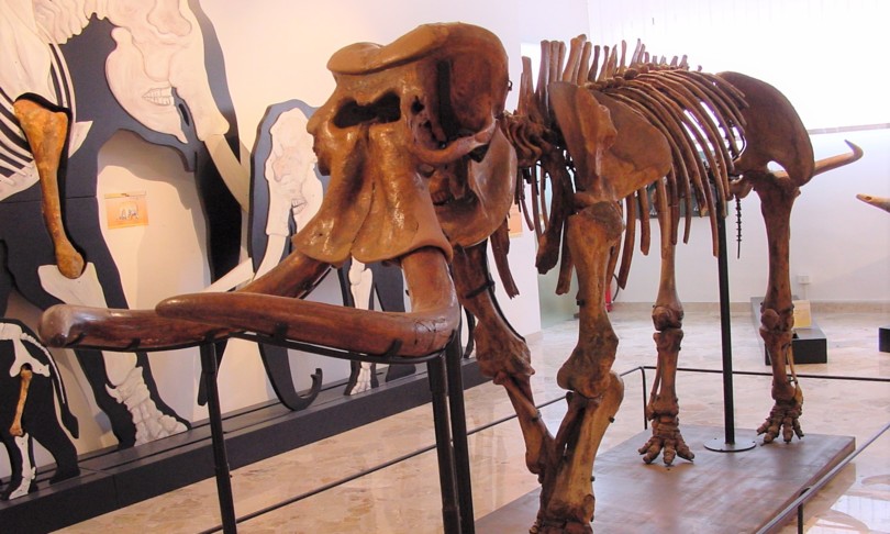dna elefanti nani Sicilia