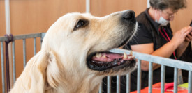 Il cervello dei cani si è evoluto per interagire con l'uomo