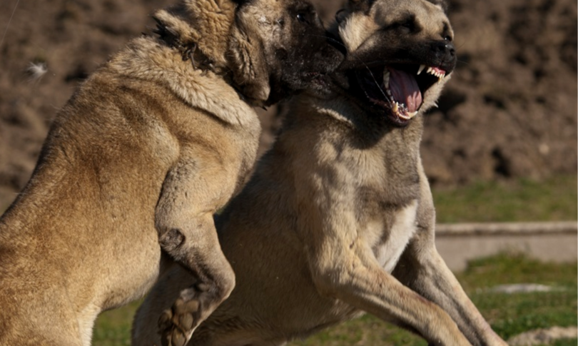 Ragazza sbranata cani Calabria