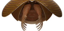Scoperto un nuovo artropode fossile risalente al Cambriano