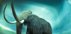 Raccolti 15 milioni di dollari per creare un ibrido elefante-mammut