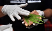 Cannabis, raggiunte le 500 mila firme per il referendum