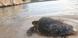 Boom di nascite di tartaughe marine a Lampedusa
