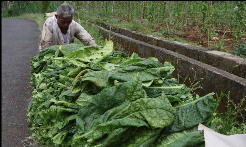 tabacco usato esseri umani migliaia anni