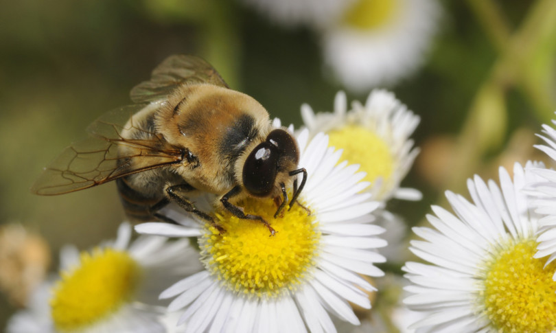 senza impollinatori un terzo piante da fiore scompare