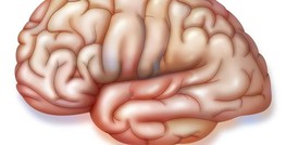 Anche il cervello ha un'impronta digitale unica