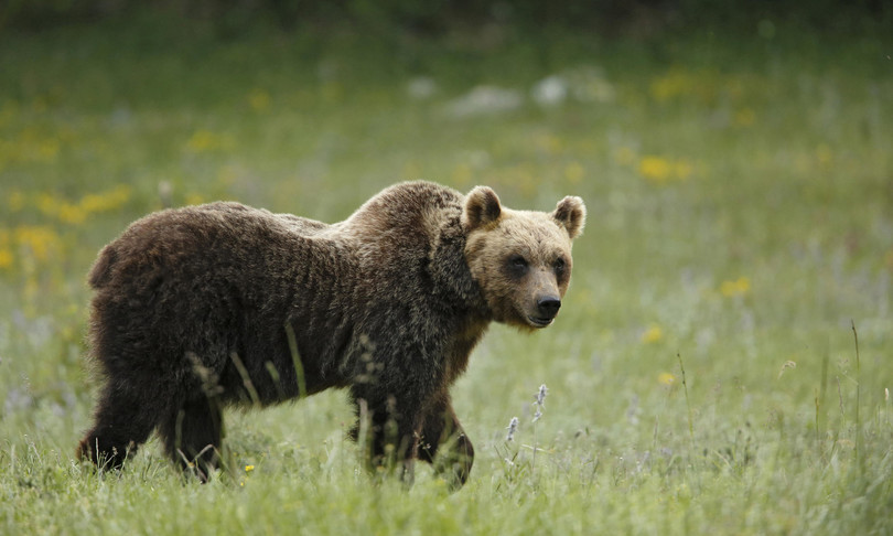 orso marsicano muore investito sulla a25