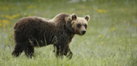 Un orso marsicano è stato investito e ucciso sull'A/25