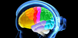 Il cervello umano si è ridotto di dimensioni tremila anni fa