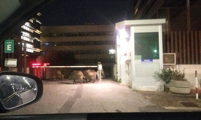 cinghiali tentano entrare tribunale roma