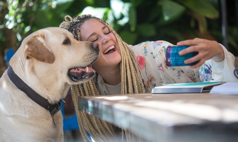 google app cerca nei dipinti sosia animali