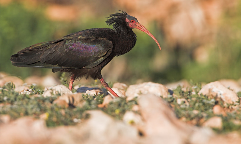 parco Circeo sparato raro ibis eremita