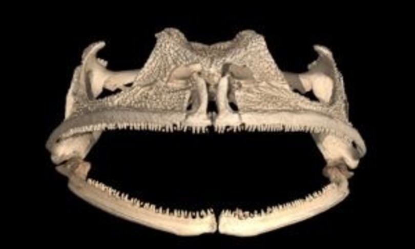 scoperta unica specie rana denti