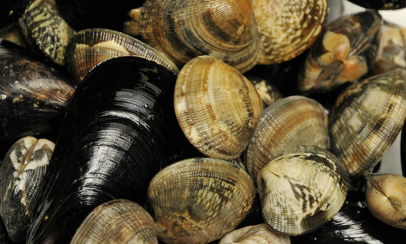 gusci molluschi simmetrici