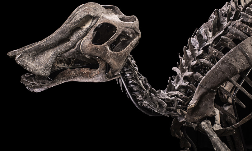 scheletro del dinosauro henry asta a milano a dicembre