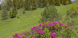 Scoperta una prima specie di falena nel rododendro rosso